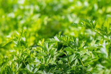 green parsley leaves in the garden, parsley harvest