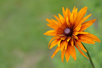 Close-up of a vibrant orange Rudbeckia flower with a blurred green background. Ideal for botanical prints, nature themes, and floral design projects.