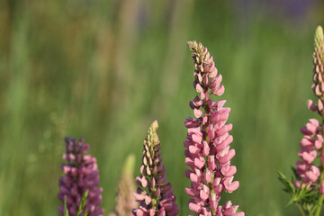Pink lupine flowers growing in a natural landscape with a dreamy bokeh effect. A great choice for nature lovers, botanical themes, and floral decorations.