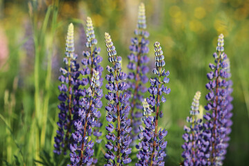 Fototapeta premium Purple lupine flowers blooming in a summer meadow with soft green and yellow background. Perfect for nature, floral, and botanical-themed projects.