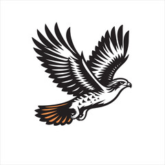 Obraz premium Red tail hawk vector, flying, set hawak