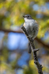 Orange-flanked Bush Robin