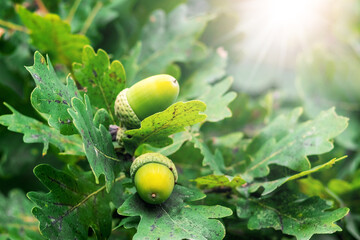 oak branch with acorns and leaves illuminated by bright sunlight
