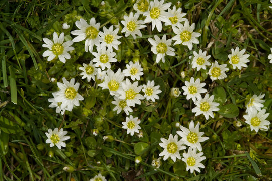White fowers of Snow-in-Summer or Dusty Miller (Cerastium sp) Sardinia, Itay