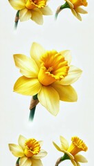 Obraz premium A watercolor painting of a daffodil flower with bright yellow petals, detailed with soft and delicate strokes