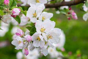 Obraz premium apple tree blossom, white delicate apple flowers and pink buds on a tree branch in the garden