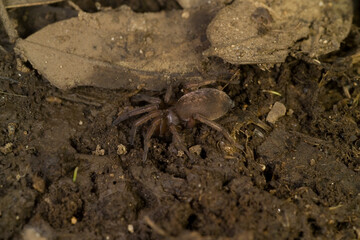 Black ground spider  Gnaphosa sp. Sardinia, Italy.