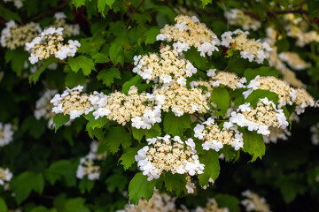 Viburnum blossoming, white delicate flowers of viburnum on a bush in the garden