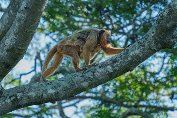 Closeup portrait of a Bolivian red howler monkey (Alouatta sara) sitting in treetops in the Pampas del Yacuma, Bolivia.
