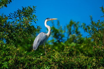 Cocoi heron (Ardea cocoi) in flight, in backlight, Santa Rosa Protected Park, Rurrenabaque, Beni, Bolivia
