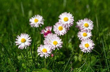 Obraz premium Spring daisies in full bloom, standing tall in sunlit green meadow. Soft petals and vibrant centers create fresh, natural scene, highlighting the elegance of wildflowers in summer seasonal landscape