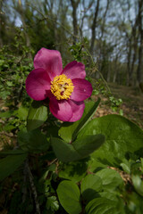 An endemic paeony in Sardinia, Paeonia morisii (formerly P. mascula ssp. russoi) Peonia (Paeonia mascula). Burgos. Sardegna. Italia. Italy