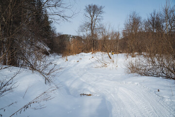 A snowy path gently winds its way through the tranquil woods, where the tall trees majestically create a serene winter landscape that captivates the senses and truly elevates the spirit