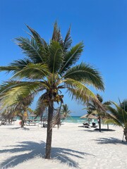 Obraz premium palm trees on the beach Cambodia 