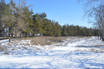 A dense spruce forest stretches along the snowy road