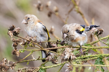 European goldfinch