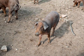 Iberian pig looks sadly up in pigsty from aerial view