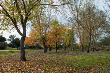 park with large, lush, colorful trees in autumn and nature trails in a wide view