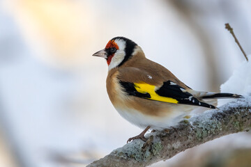 European goldfinch