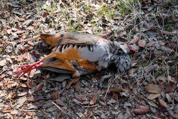 Red partridge lying on the ground lifeless from a hunter's shot on dry autumn leaves and a ray of sunlight on its plumage.