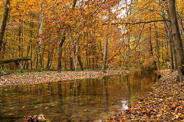 Obraz premium golden autumn in the forest. Landscape with a river in an autumn forest