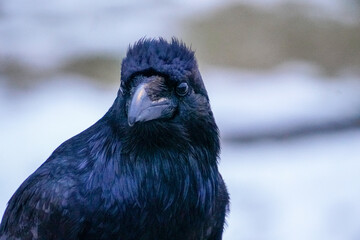 Alaskan Raven