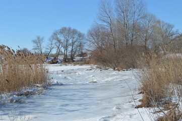 bare trees in winter, around a pond with ice on it
