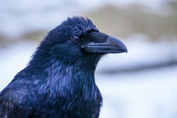 Alaskan Raven