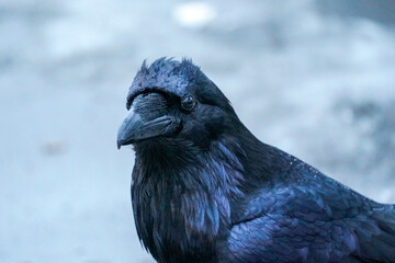 Alaskan Raven