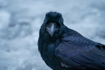 Alaskan Raven