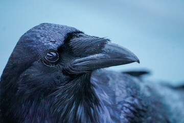 Alaskan Raven