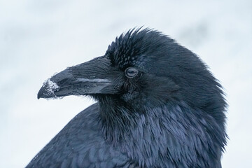 Alaskan Raven