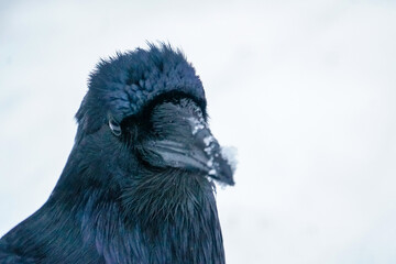 Alaskan Raven