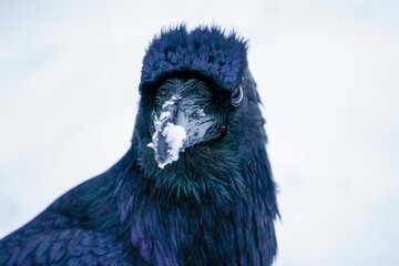 Alaskan Raven