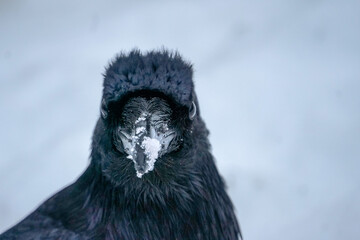 Alaskan Raven