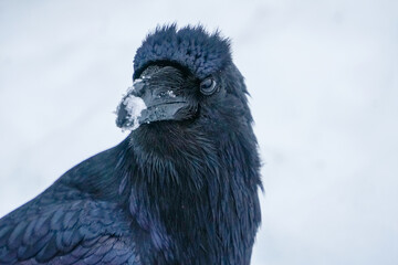Alaskan Raven
