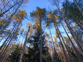 Tree crowns reach the sky in a winter forest