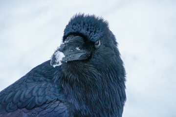 Alaskan Raven