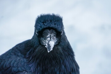 Alaskan Raven