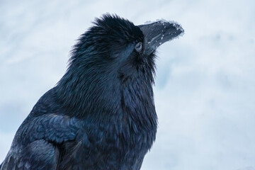 Alaskan Raven