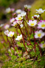 Floral beautiful background with flowering plants, macro, selective focus. Spring flower saxifrage with white petals and beetle on petals