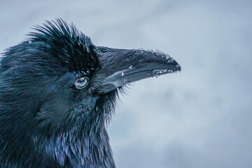 Alaskan Raven