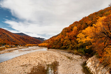 Mountain autumn landscape with a flowing river. Colorful forest with yellow crowns. Autumn forest and mountain river on a sunny day. Beautiful autumn landscape in the Foothills of the Caucasus.