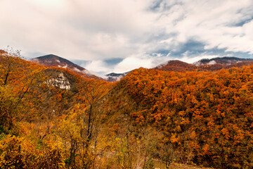 Colorful forest with yellow crowns. Mountain autumn landscape. Autumn forest on a sunny day....