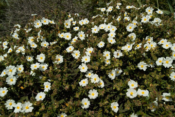 Mediterranean scrub, Cistus flowering (Cystus monspeliensis) CistusSardinia, Italy.