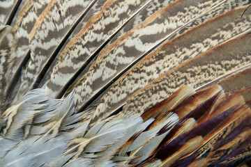Details einer Vogelschwinge - details of a birdwing
