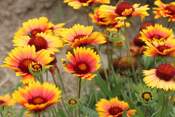 Haillardia is blooming in the garden