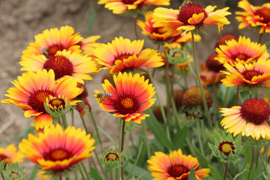 Haillardia is blooming in the garden