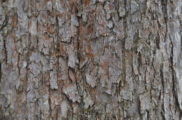 the bark of the trunk of an old apple tree
