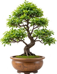 Obraz premium Lush Green Bonsai Tree in Elegant Brown Pot Tranquil Zen Garden Plant